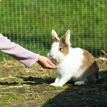 Alimentazione dei conigli: guida completa per tenerli sani e felici