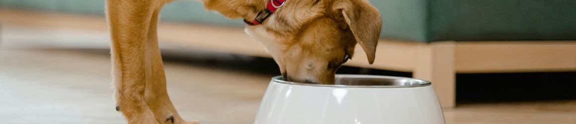 Ciotola del cane e batteri: come pulirle correttamente